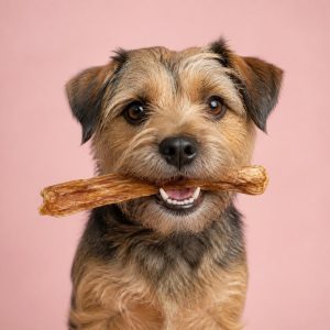Perro con un snack